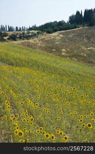 Field of sunflowers in Tuscan countryside in Italy.