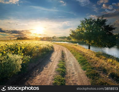 Field of sunflowers near river and country road