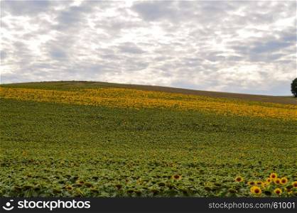 Field of sunflowers with a mouton sky . Field of sunflowers with a mouton sky in the department of the Meuse in France