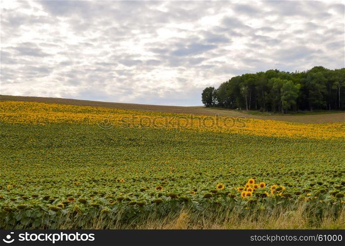 Field of sunflowers with a mouton sky. Field of sunflowers with a mouton sky in the department of the Meuse in France