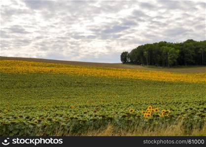 Field of sunflowers with a mouton sky. Field of sunflowers with a mouton sky in the department of the Meuse in France