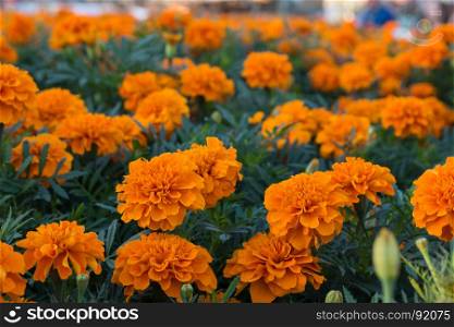 Field of Tagetes Patula Flowers, Orange Marigolds at Universal Exposition's Pavilion in Milan, Italy 2015