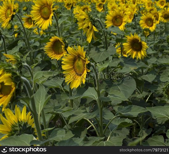field of the blossomed beautiful sunflowers