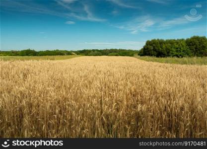 Field of triticale, green forest and blue sky, rural summer view