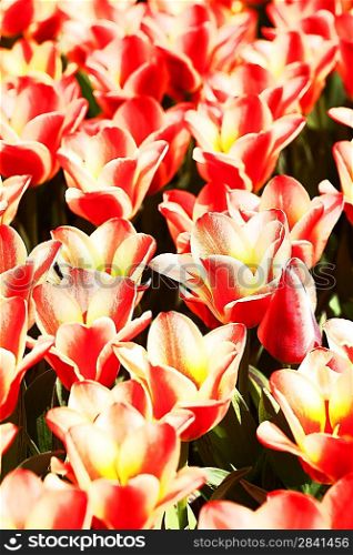 field of tulip. summer abstract backgrounds