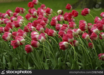 Field of tulips all bend in one direction by the wind at the keukenhof, holland