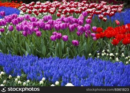 Field of tulips, colorful background