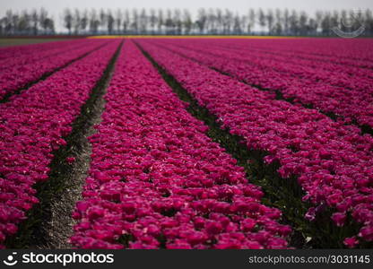 Field of tulips, colorful background. Tulips, colorful background