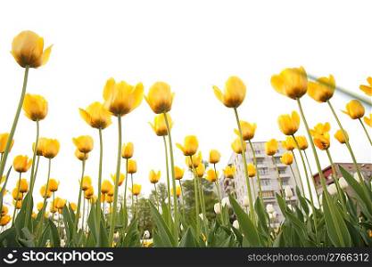 field of tulips in city