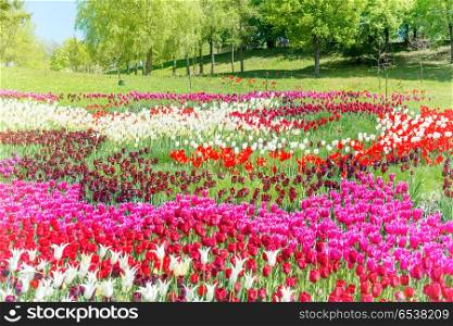 Field of tulips in the park. Field of tulips with many colorful flowers in the green park