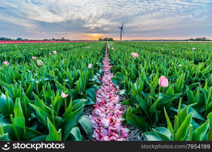 field of tulips with a cloudy sky in HDR