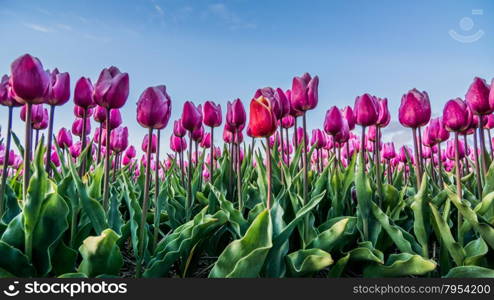 field of tulips with a cloudy sky in HDR