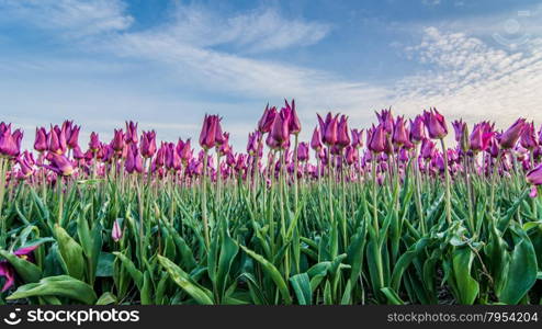 field of tulips with a cloudy sky in HDR