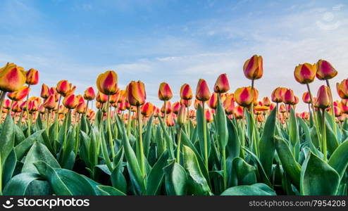 field of tulips with a cloudy sky in HDR