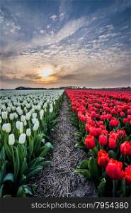 field of tulips with a cloudy sky in HDR