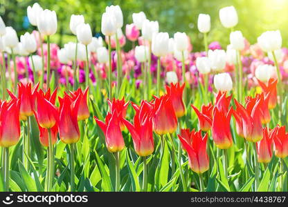 Field of tulips with many colorful flowers