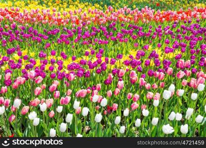 Field of tulips with many colorful flowers