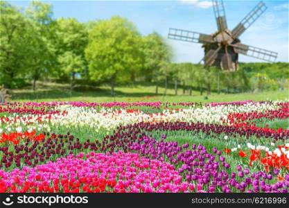 Field of tulips with many colorful flowers and mill in the green park