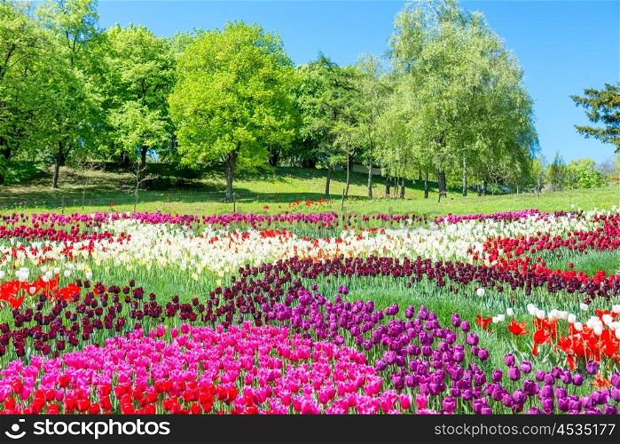 Field of tulips with many colorful flowers in the green park
