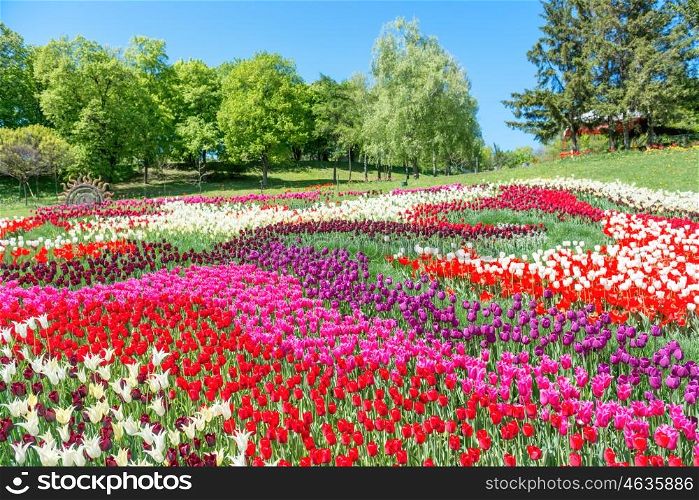 Field of tulips with many colorful flowers in the green park