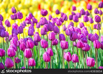 Field of tulips with many colorful flowers in the park