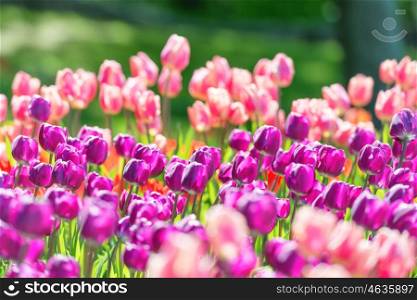 Field of tulips with many violet and pink flowers