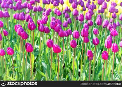 Field of tulips with many violet and yellow flowers