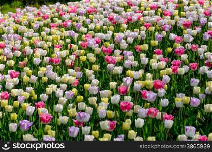 field of tulips with multiple colors