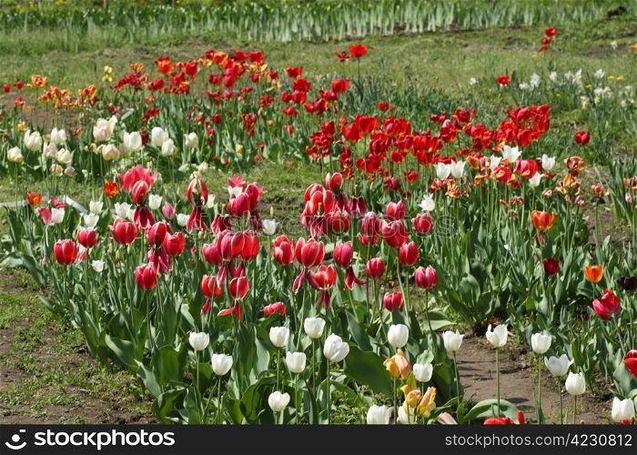 Field of various tulips in the garden