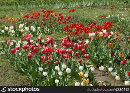 Field of various tulips in the garden