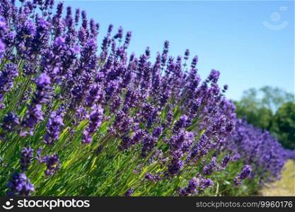 Field of vibrant Lavender flowers on a suuny summers day