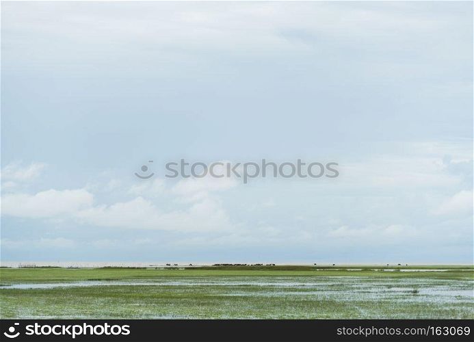 field of wetland with blue sky