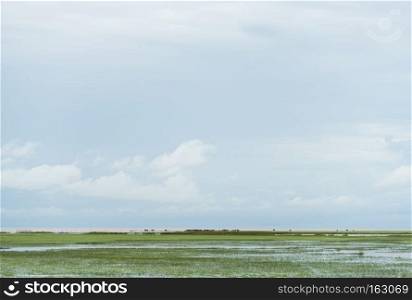 field of wetland with blue sky