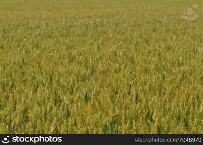 field of wheat corn background. field of wheat corn useful as a background