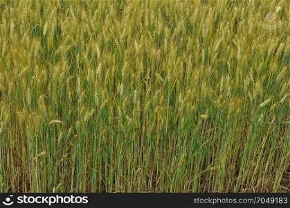 field of wheat corn background. field of wheat corn useful as a background