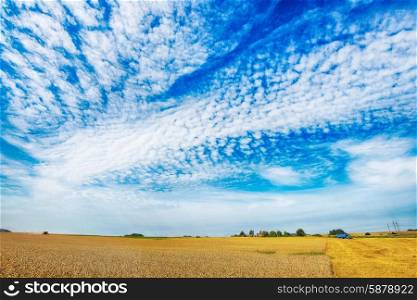 field of wheat crops in summer day