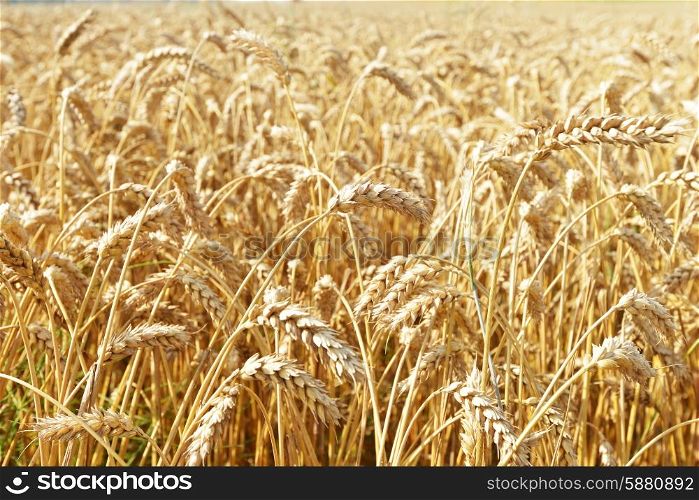 field of wheat crops in summer day