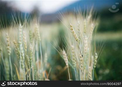 field of wheat farm 