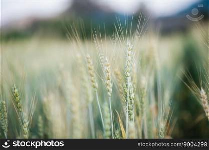 field of wheat farm 