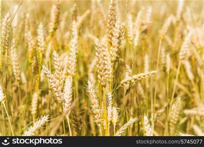 Field of wheat on sunset. Nature background
