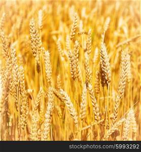 Field of wheat on sunset. Nature background
