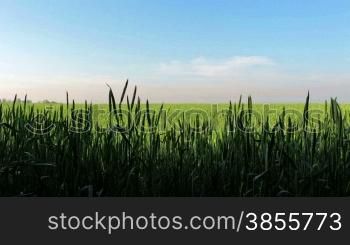 Field Of Wheat Over Blue Sky