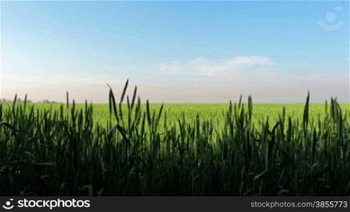 Field Of Wheat Over Blue Sky