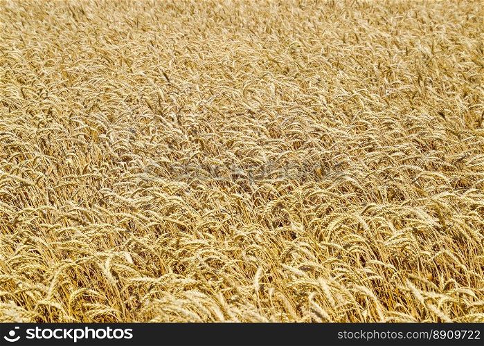 field of wheat. Photo Shooting quadrocopters field of ripe crops.. field of wheat