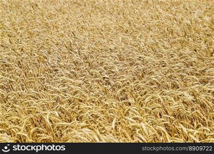 field of wheat. Photo Shooting quadrocopters field of ripe crops.. field of wheat