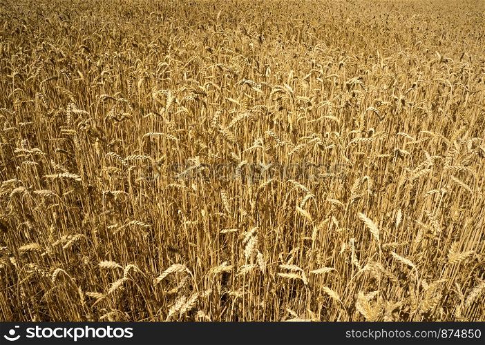 Field of wheat ready to be harvested