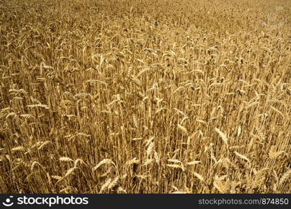 Field of wheat ready to be harvested