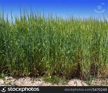 Field of wheat under azure sky