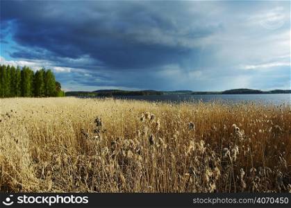 Field of wheat with a lake in the background and trees