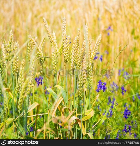 Field of wheat with blue flowers on sunset. Nature background